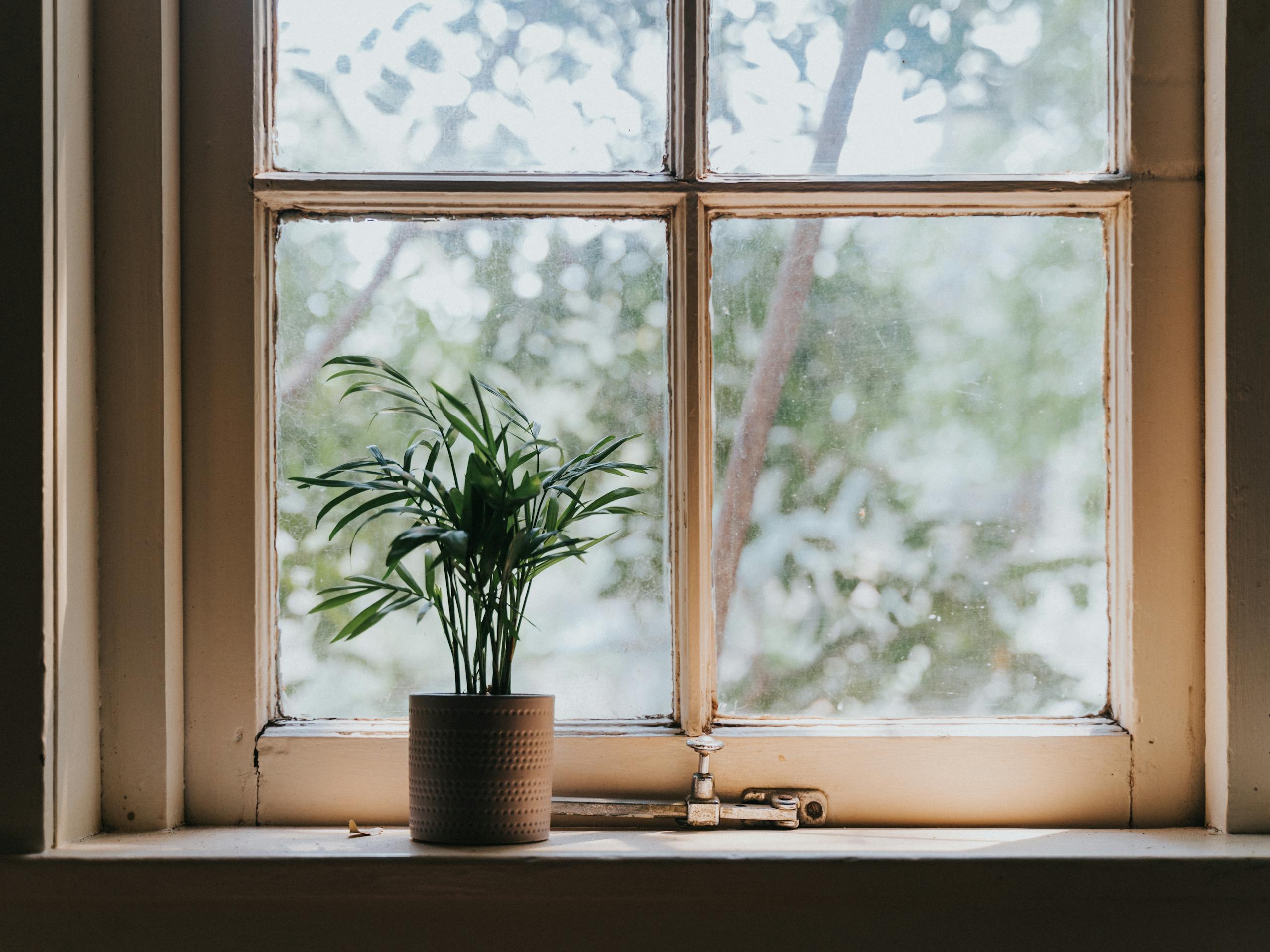Calm indoor view of a potted plant on a rustic window sill, perfect for interior design inspiration.
